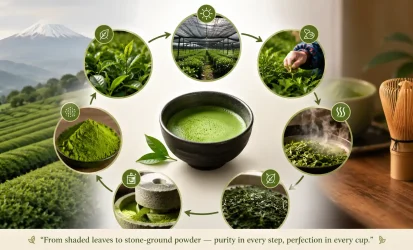 How Organic Matcha Is Grown in Japan, A Complete Guide