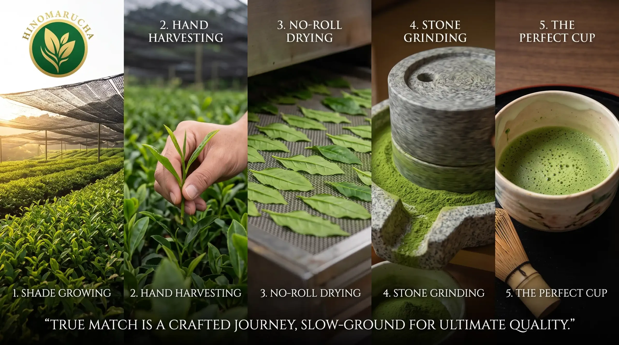How We Help You Navigate the World of Matcha