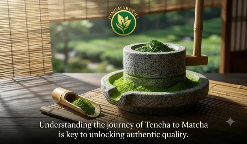 Tencha Farming Regions of Japan A Quick Guide